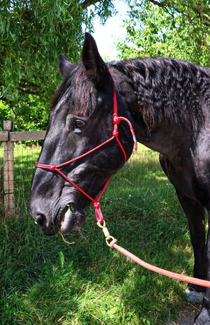 Parelli Pat's Horseman's Halter Red Parelli Pat's Horseman's Halter Red