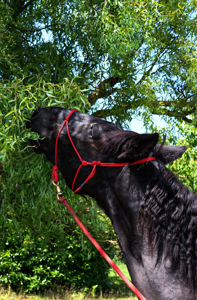 Parelli Pat's Horseman's Halter Red Parelli Pat's Horseman's Halter Red