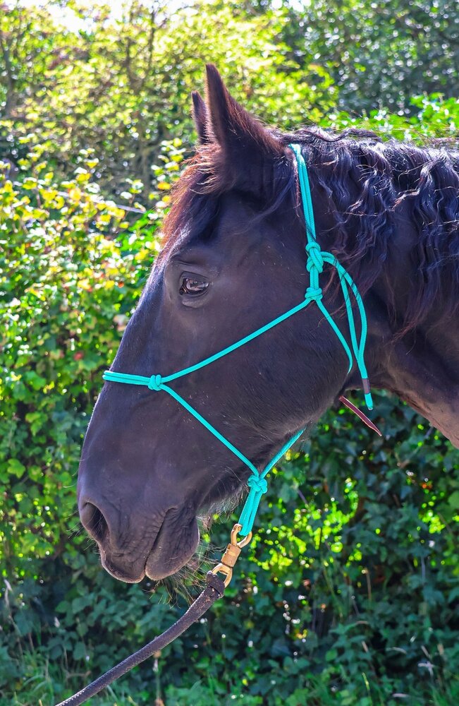 Parelli Pat's Horseman's Halter Teal