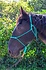 Parelli Horseman's Halter Teal
