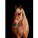 Parelli Touwhalster Parelli Vaquero Parelli Touwhalster Parelli Vaquero