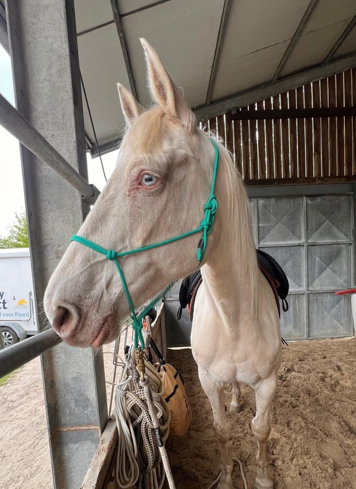 Parelli Pat's Horseman's Halter Teal