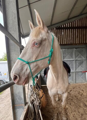 Parelli Pat's Horseman's Halter Teal