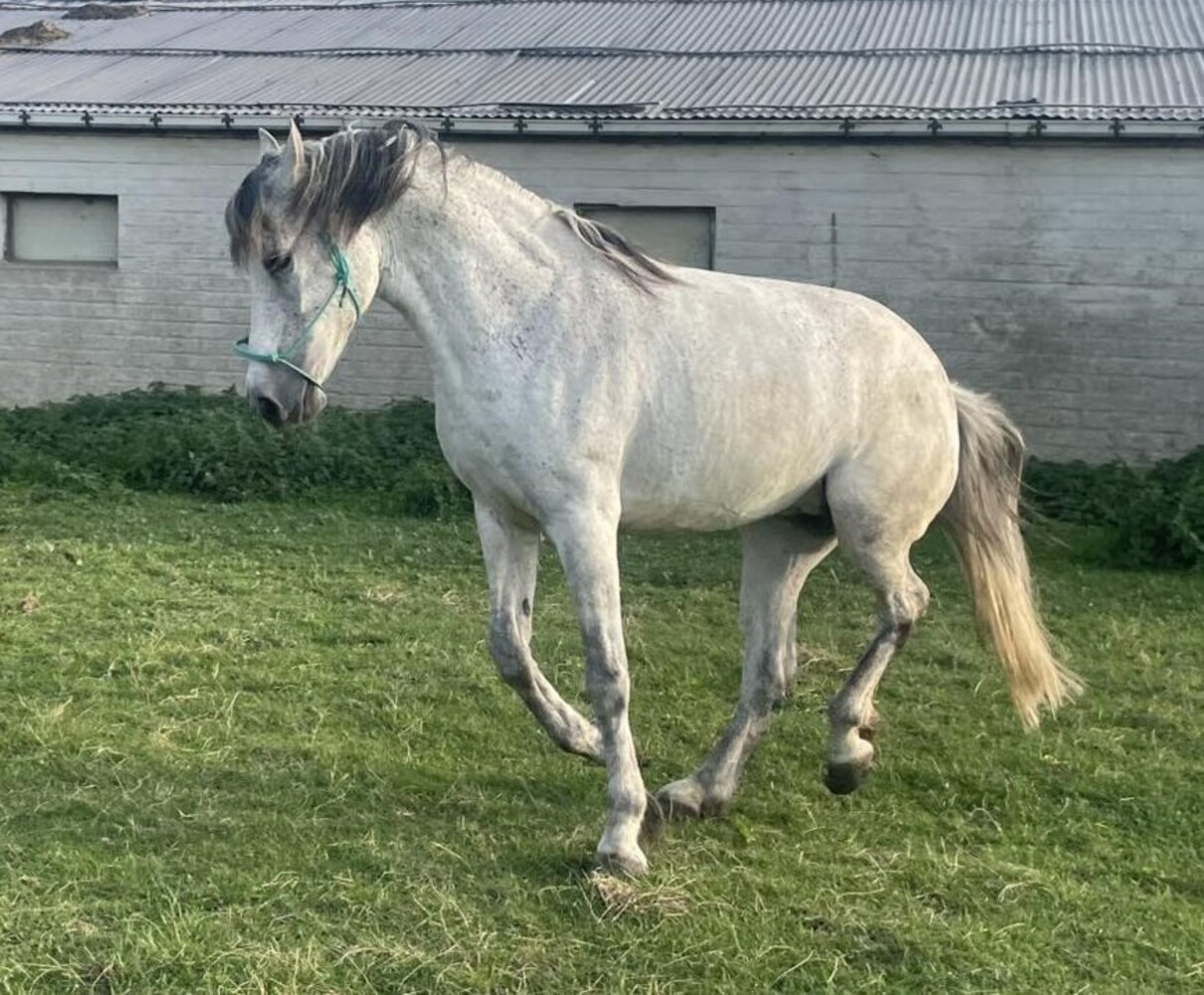 Parelli Pat's Horseman's Halter Teal