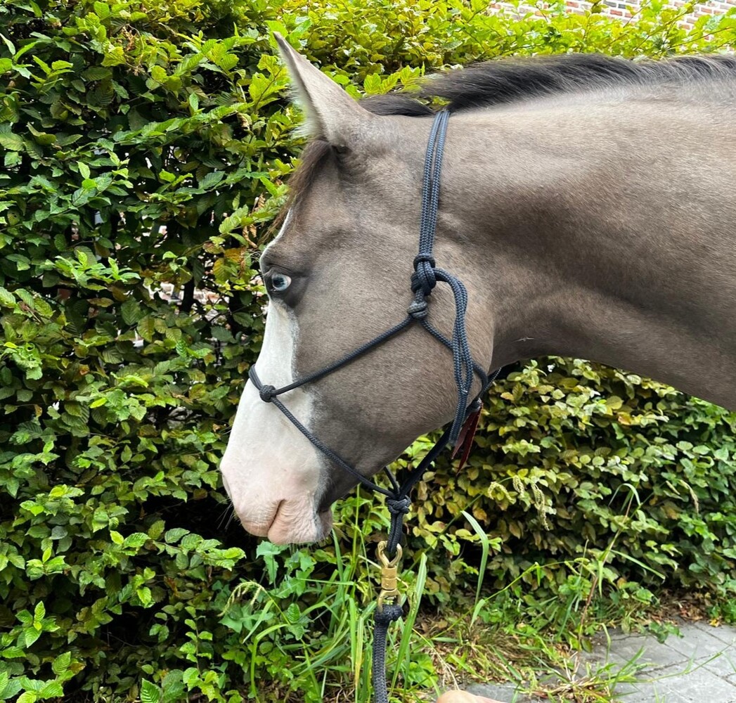 Parelli Touwhalster Parelli Navy Parelli Touwhalster Parelli Navy