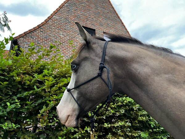 Parelli Touwhalster Parelli Navy Parelli Touwhalster Parelli Navy