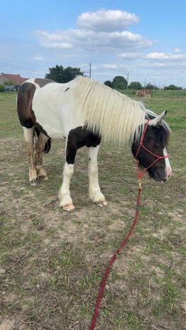 Parelli Pat's Horseman's Halter Burgundy