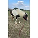 Parelli Pat's Horseman's Halter Burgundy Parelli Pat's Horseman's Halter Burgundy