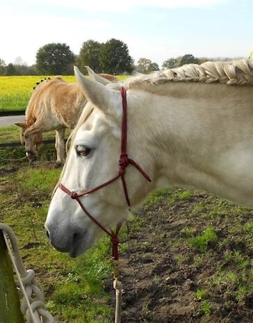 Parelli Pat's Horseman's Halter Burgundy