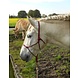Parelli Pat's Horseman's Halter Burgundy Parelli Pat's Horseman's Halter Burgundy
