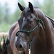 Parelli Pat's Horseman's Halter Green Parelli Pat's Horseman's Halter Green