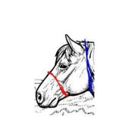 Parelli Pat's Horseman's Halter Green