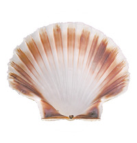 EMGA oester schelp Ć12cm EMGA oester schelp Ć12cm