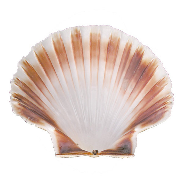 Schelp | Ø120mm