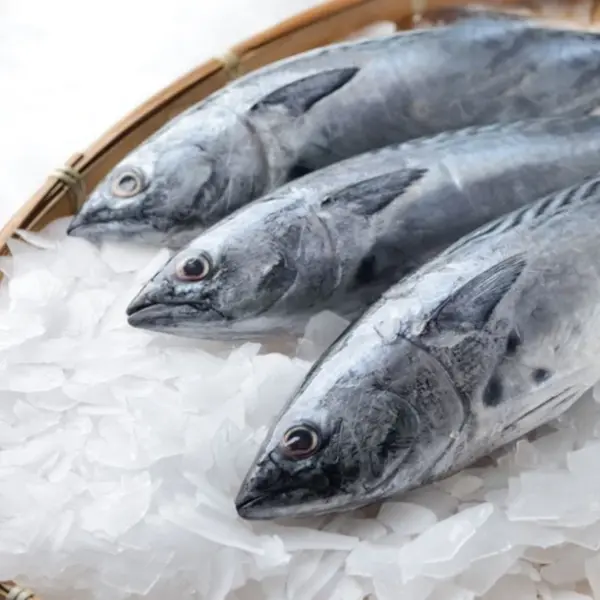 Schilferijsmachine | 400kg/24u | Zonder Bunker | Luchtgekoeld | 900x588x705(h)mm