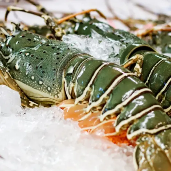 Schilferijsmachine | 400kg/24u | Zonder Bunker | Luchtgekoeld | 900x588x705(h)mm