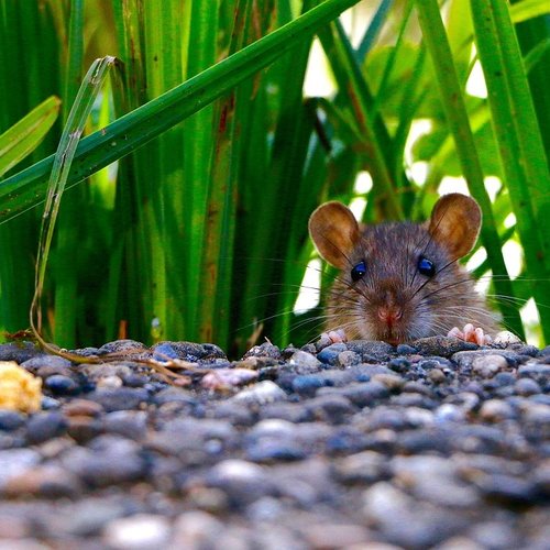 Bestrijding Ratten & Muizen