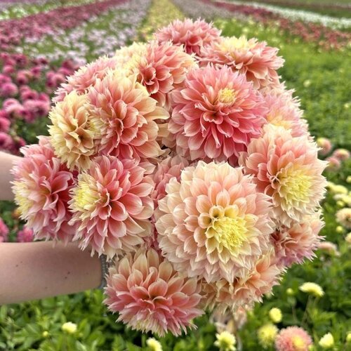 Fam. Flower Farm Dahliaknol - Kogane Fubuki