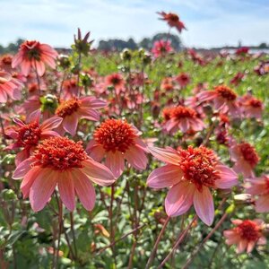 Fam. Flower Farm Dahliaknol - Totally Tangerine