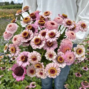 Fam. Flower Farm Zinnia - Zinderella Lilac
