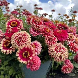 Fam. Flower Farm Zinnia - Mazurkia