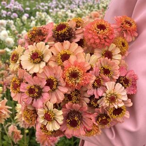 Fam. Flower Farm Zinnia - Zinderella Peach