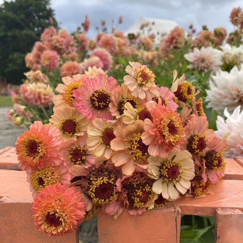 Fam. Flower Farm Fam. Flower Farm - Zinnia - Zinderella Peach Fam. Flower Farm Fam. Flower Farm - Zinnia - Zinderella Peach