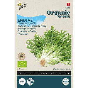 Buzzy Organic Krulandijvie Grosse Pancalière (BIO)