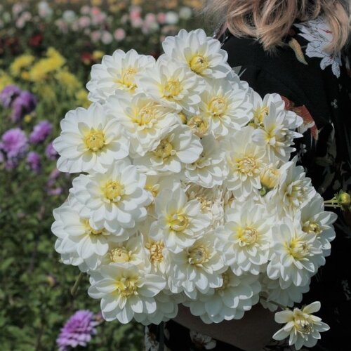 Fam. Flower Farm Dahliaknol - White Onesta