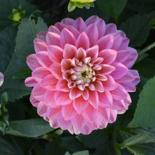 Fam. Flower Farm Dahliaknol - Melody Pink Allergo