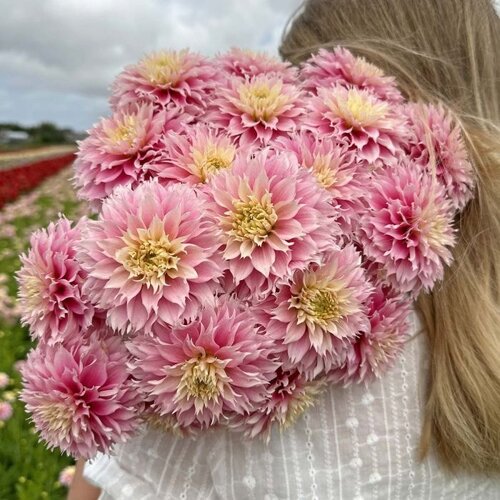 Fam. Flower Farm Dahliaknol - Pink Impact