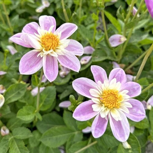 Fam. Flower Farm Dahliaknol - Teesbrooke Audrey