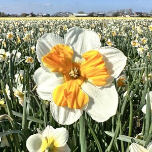 Fam. Flower Farm Narcis - Tricollet