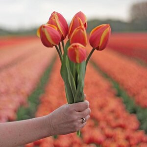 Fam. Flower Farm Tulp - Royal Ad Rem