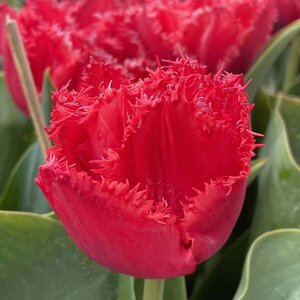 Fam. Flower Farm Tulp - Bendigo