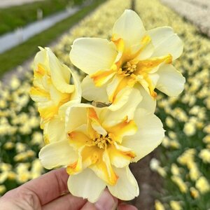 Fam. Flower Farm Narcis - Donaupark