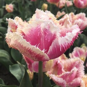 Fam. Flower Farm Tulp - Hawaii