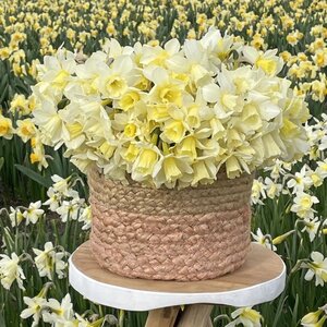 Fam. Flower Farm Narcis - Curlew