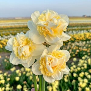 Fam. Flower Farm Narcis - Joint Venture