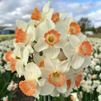 Narcis - Pink Charm