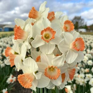 Fam. Flower Farm Narcis - Pink Charm