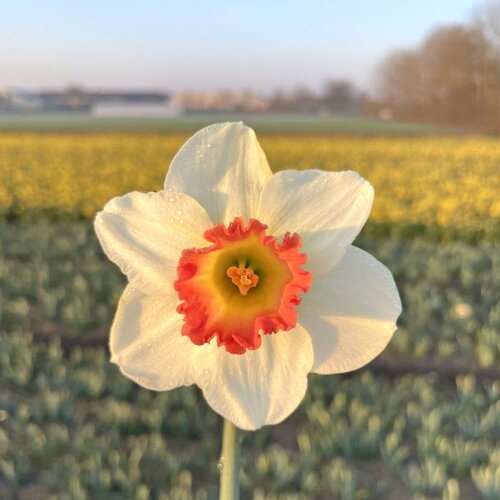Fam. Flower Farm Fam. Flower Farm - Bloembol - Pink Charm