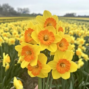 Fam. Flower Farm Narcis - Sunkissed