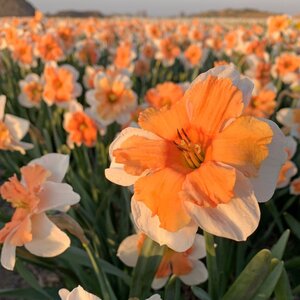Fam. Flower Farm Narcis - Electrus