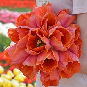 Fam. Flower Farm Tulp - Ad Rem Parrot