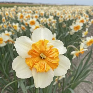Fam. Flower Farm Narcis - Parisienne