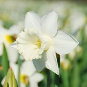 Fam. Flower Farm Narcis - Mount Hood
