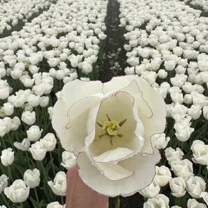 Fam. Flower Farm Tulp - Charlize