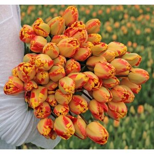 Fam. Flower Farm Tulp - Banja Luka
