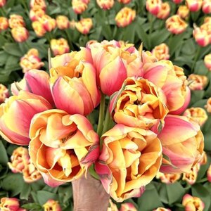Fam. Flower Farm Tulp - Double Marit